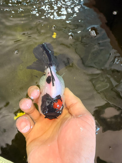 [SINGLE] Tricolor Oranda Female 4-4.5 inches #041026SO_05