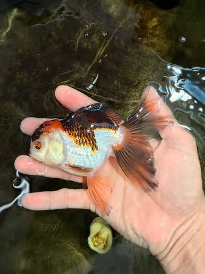 [SINGLE] Tricolor Oranda Female 4.5 inches #112125SO_08