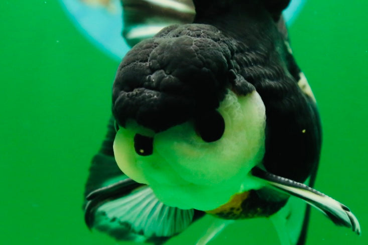 [SINGLE] Panda Button Eyes Oranda Male 4.5 inches #080825SO_06