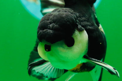 [SINGLE] Panda Button Eyes Oranda Male 4.5 inches #080825SO_06