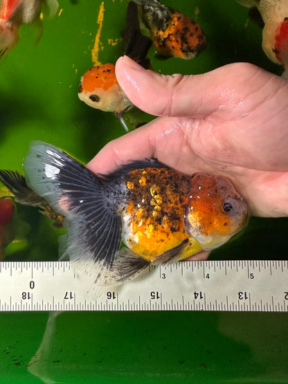 [SINGLE] Calico Oranda Female 4.5-5 inches #110824SGO_22