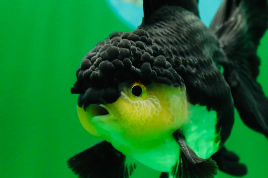 [SINGLE] Panda Oranda Male 4.5 inches #082225SO_08
