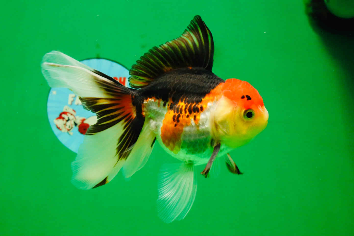 [SINGLE] Tricolor Male 5 inches #103125SO_05