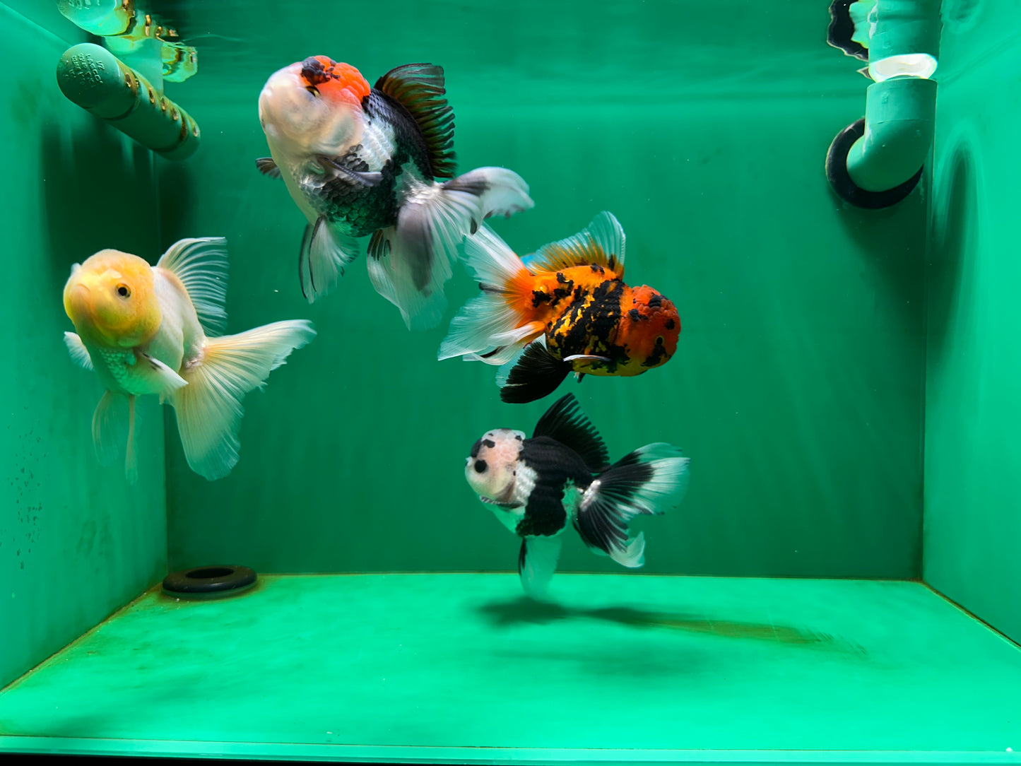 [QUAD] Mix Color All Male Oranda 4.5 inches #051625QO_08