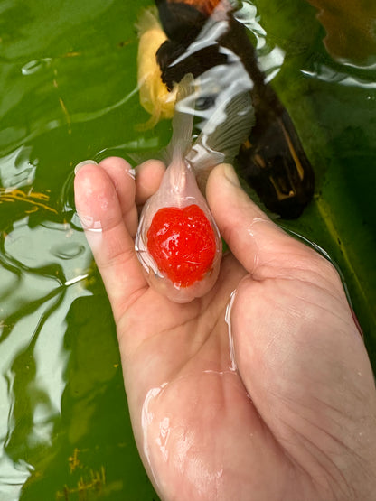 [COUPLE] Red Cap Male & Female Oranda 3.5-4 inches #110824CO_04