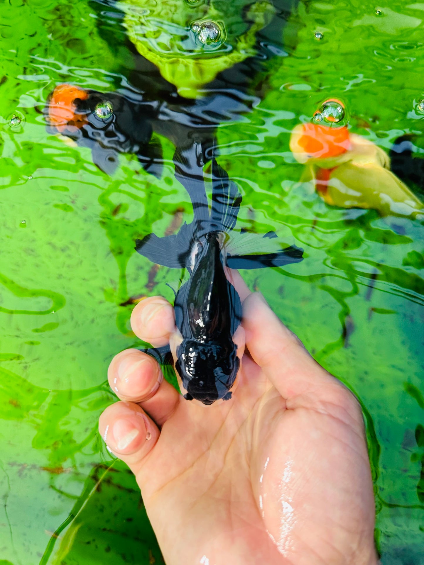 [SINGLE] Panda Oranda Male size 4 inches #112224SO_08