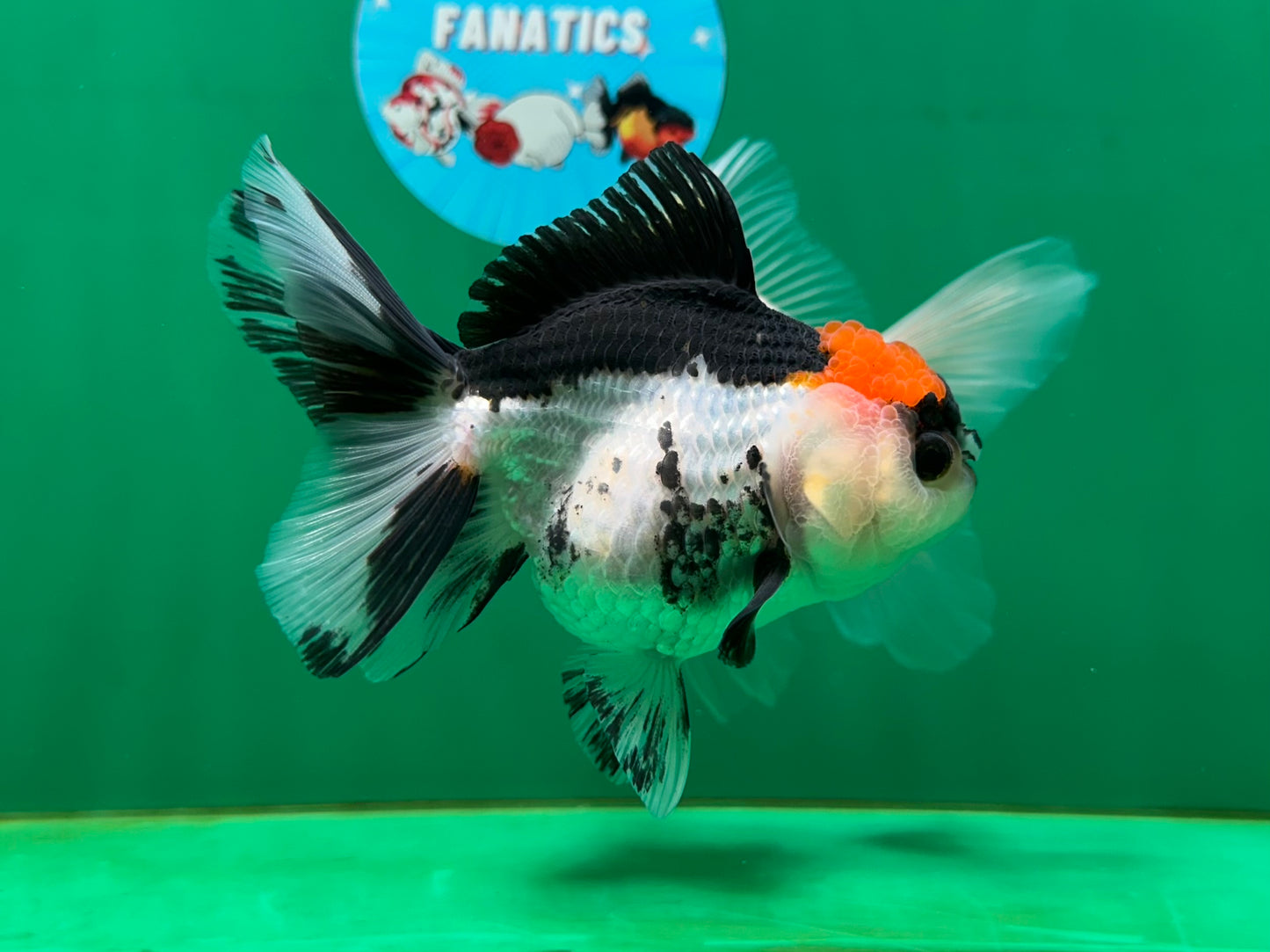 [COUPLE] Button Eyes Tricolor Female & Panda  Male Oranda 4.5 inches #052325CO_08