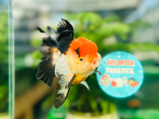 [SINGLE] Tricolor Oranda Female size 4.5 inches #112224SO_16