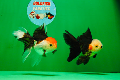 [COUPLE] White Head Male & Red Head Tricolor Female 4-4.5 inches #091925CO_05