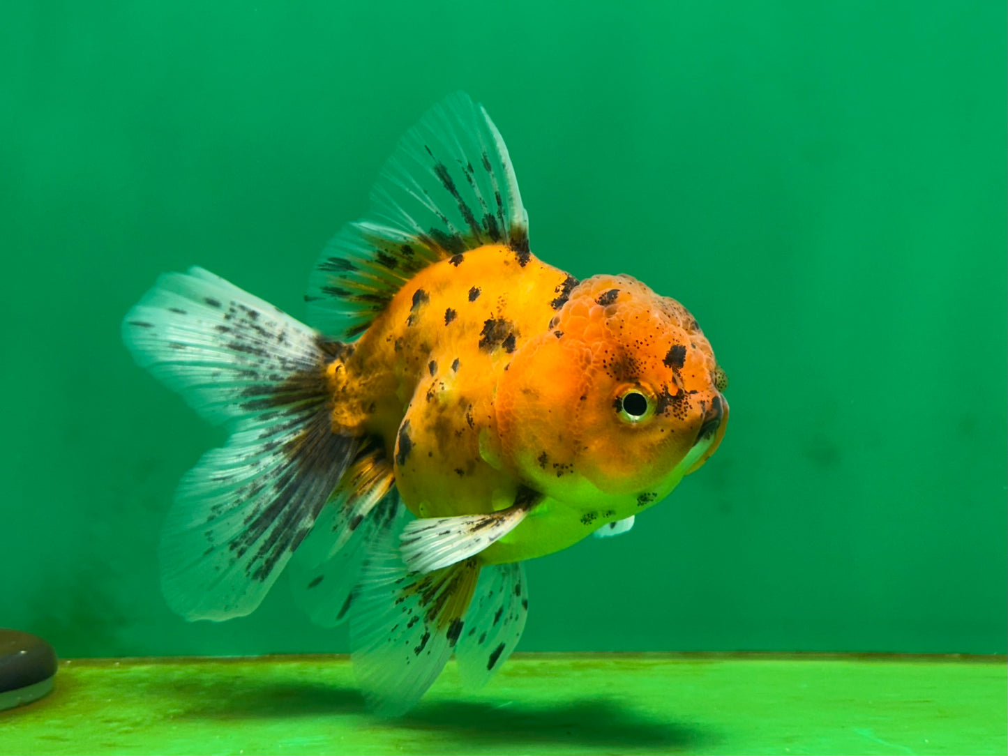 [SINGLE] Tiger Oranda Male 4 inches #060625SO_05