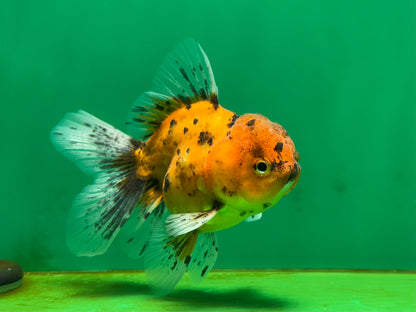[SINGLE] Tiger Oranda Male 4 inches #060625SO_05