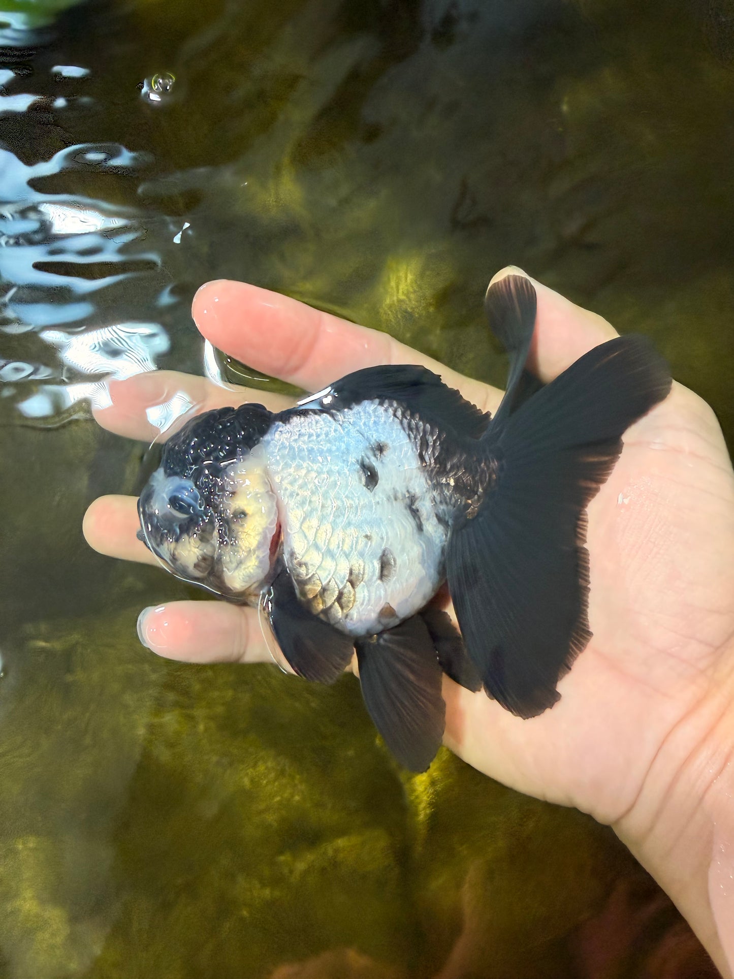 [SINGLE] Panda Oranda Female 4.5-5 inches #040326SO_01