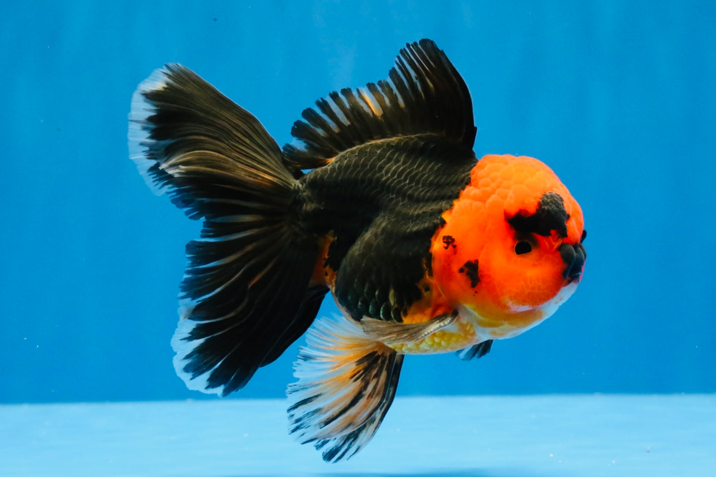 [SINGLE] Red Head Apache Oranda Male 4-4.5 inches #030626SO_01