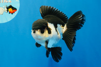 [SINGLE] Tricolor Oranda Male 4.5 inches #022726SO_03