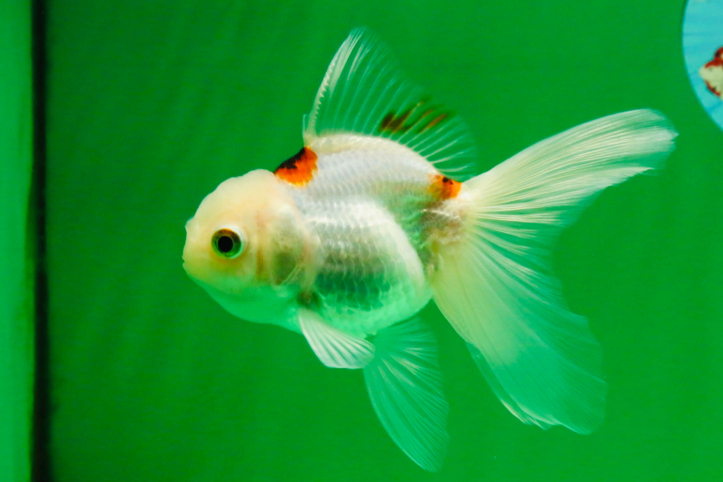 [SINGLE] Tricolor Oranda Female 4.5 inches #112125SO_05