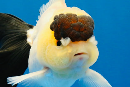 [SINGLE] Panda Oranda Male 4-4.5 inches #022726SO_09