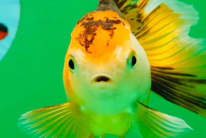 [SINGLE] Tricolor Oranda Female 4.5-5 inches #112125SO_06