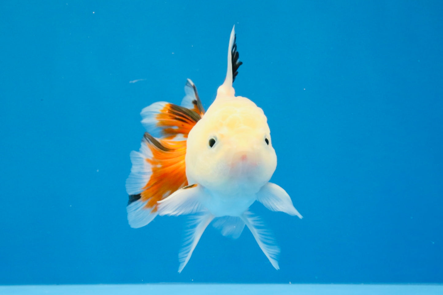 [SINGLE] Tricolor Oranda Male 4 inches #032026SO_05