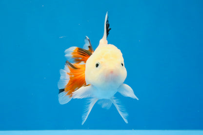 [SINGLE] Tricolor Oranda Male 4 inches #032026SO_05