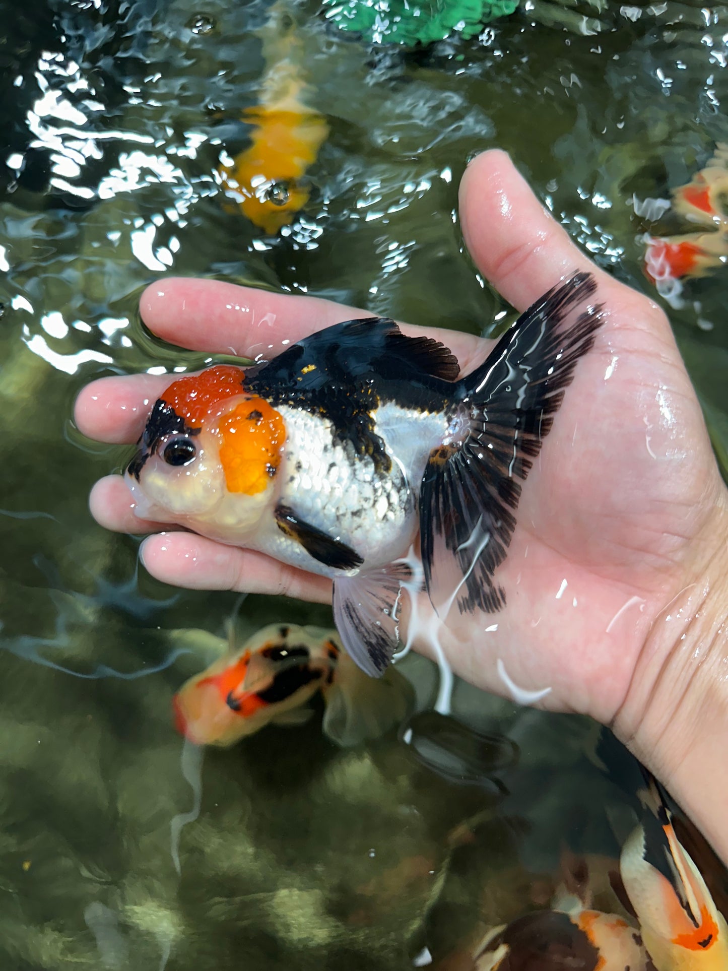 [COUPLE] Button Eyes Tricolor Female & Panda  Male Oranda 4.5 inches #052325CO_08