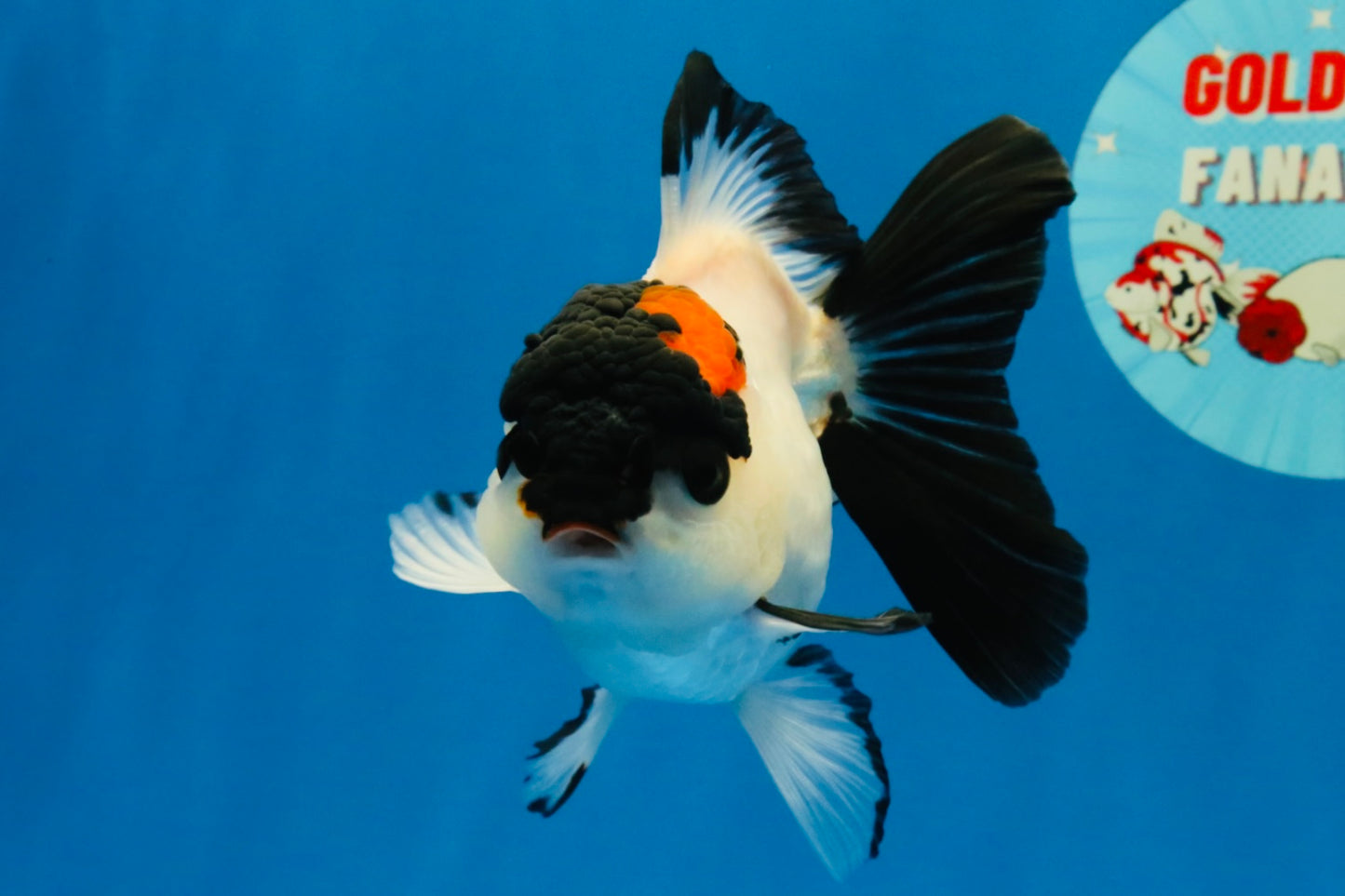 [SINGLE] Tricolor Oranda Female 4-4.5 inches #041026SO_05
