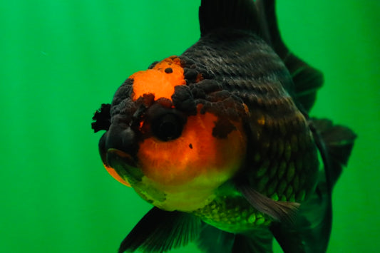 [SINGLE] Apache Oranda Female 4.5 inches #081525SO_07
