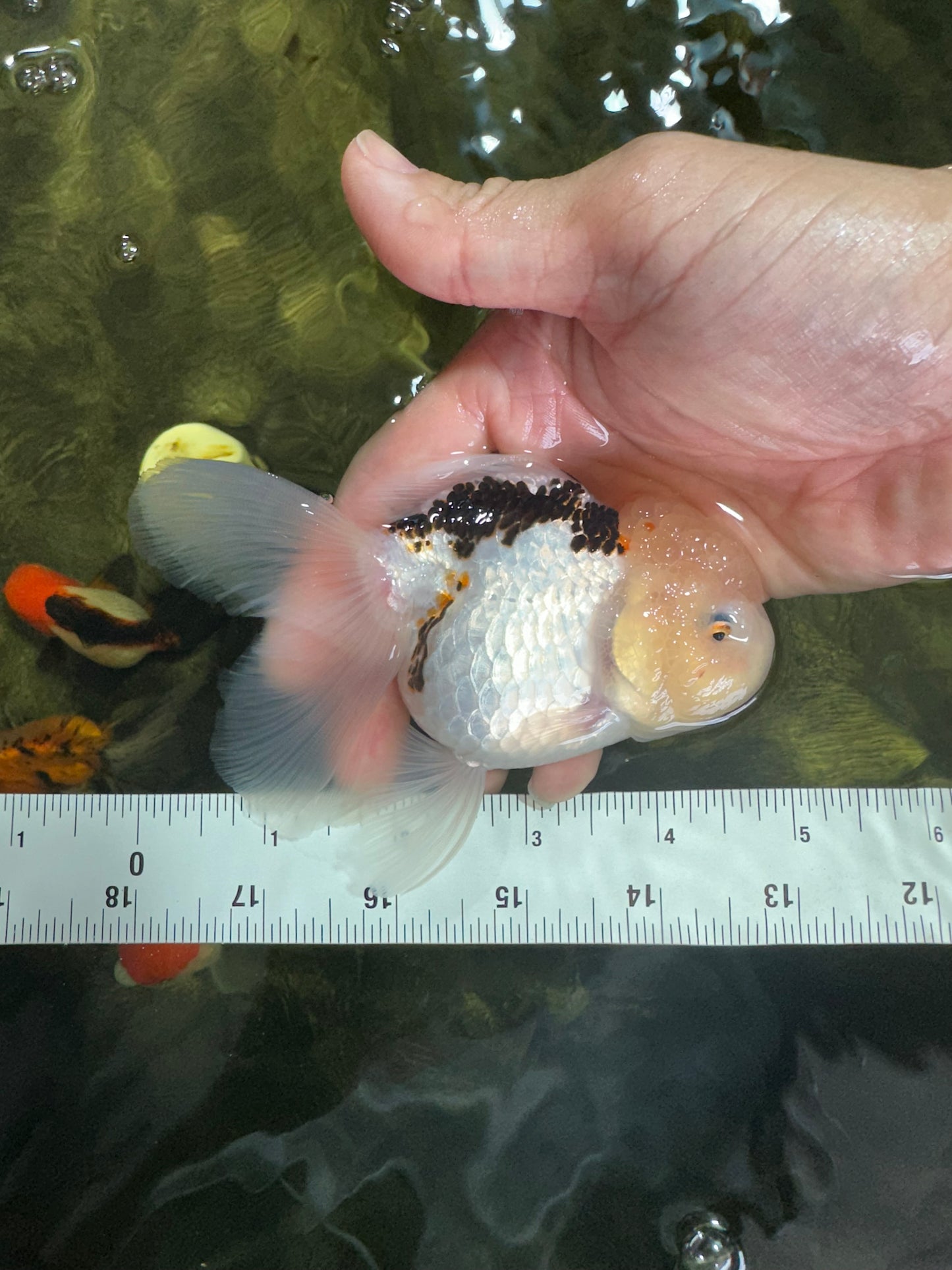 [SINGLE] Tricolor Oranda Female 4.5 inches #060625SO_06