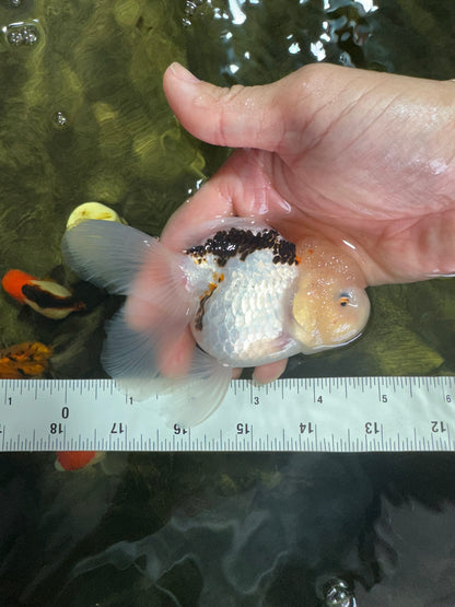 [SINGLE] Tricolor Oranda Female 4.5 inches #060625SO_06