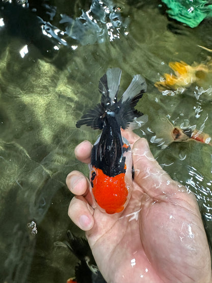 [COUPLE] Tricolor Male & Panda Female Oranda 4.5 inches #052325CO_10