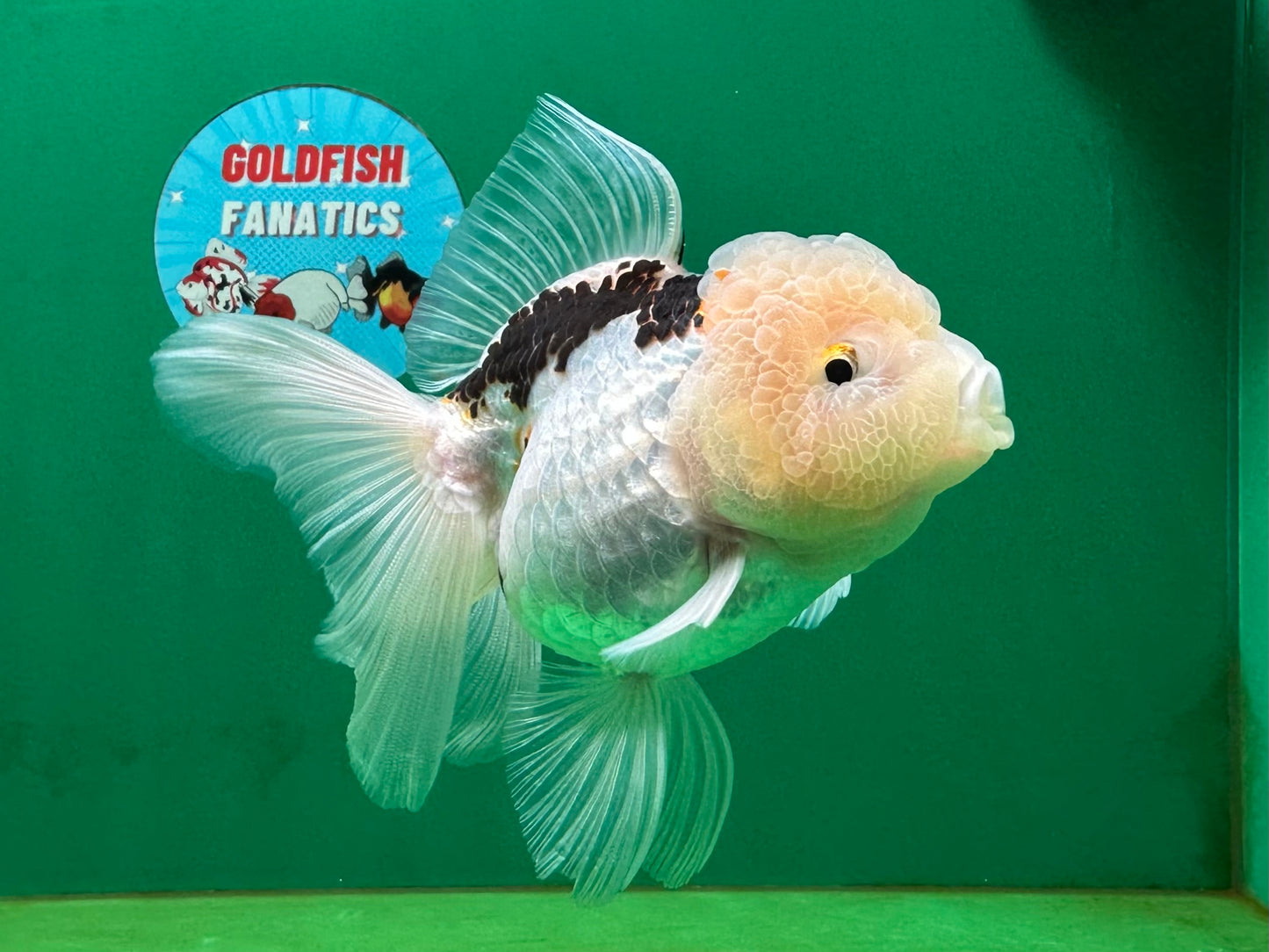 [SINGLE] Tricolor Oranda Female 4.5 inches #060625SO_06