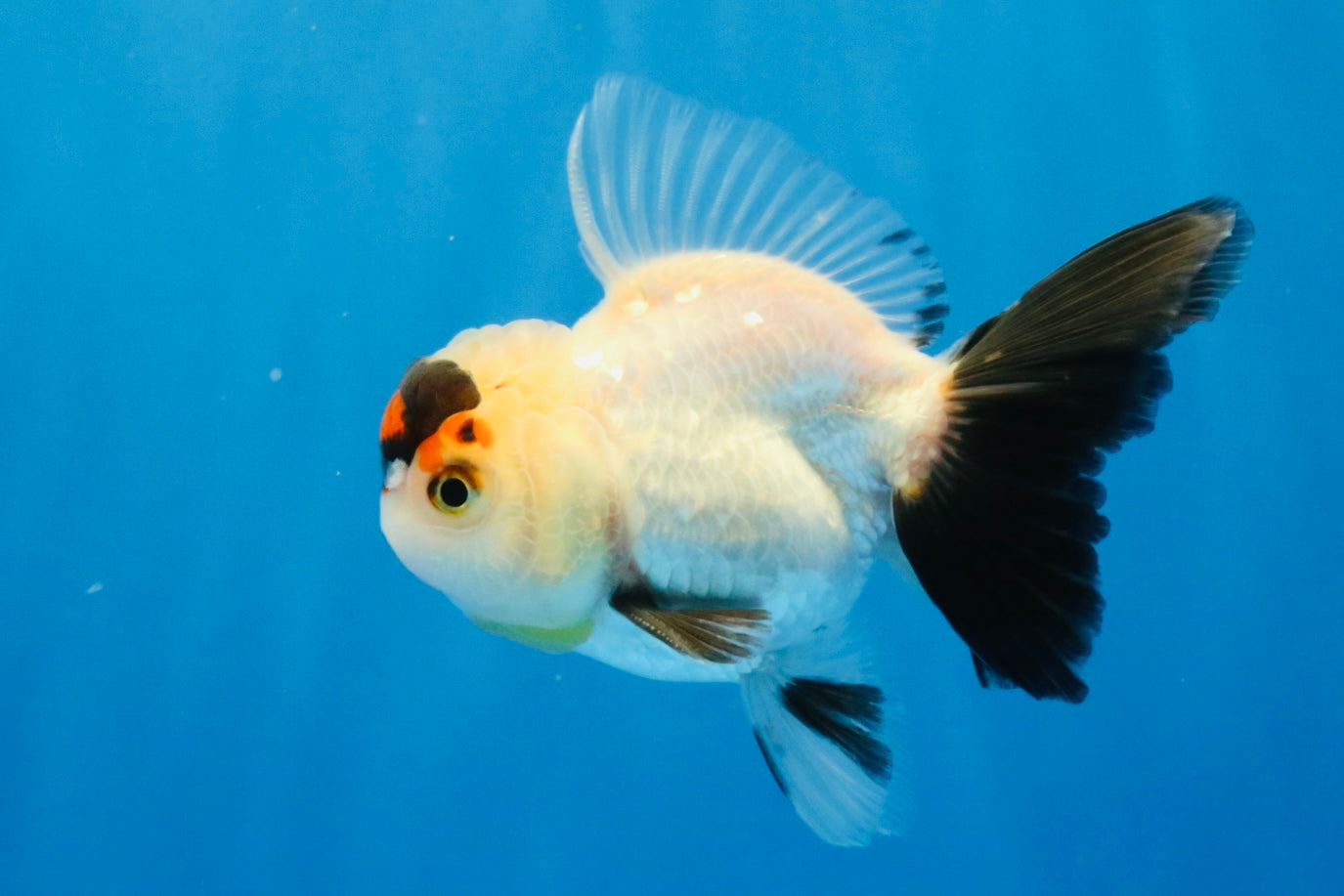[SINGLE] Tricolor Oranda Male 4 inches #032026SO_04