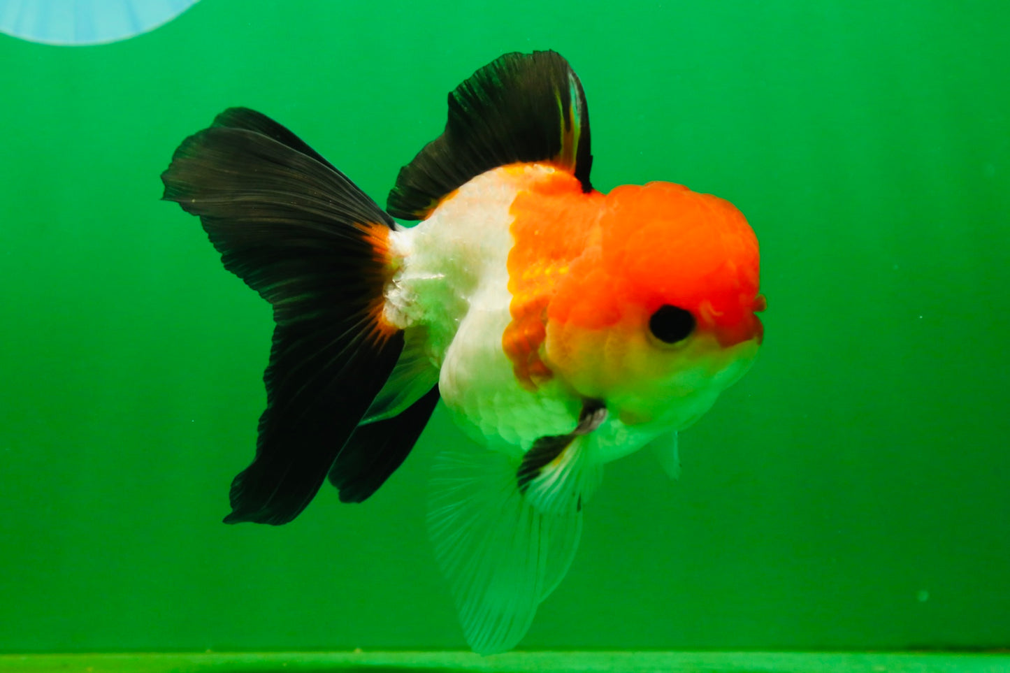 [SINGLE] Tricolor Button Eyes Oranda Male 4.5 inches #080825SO_12