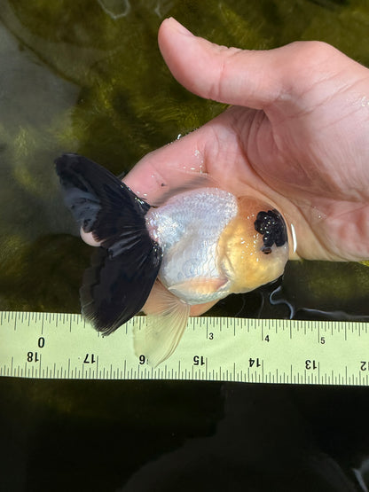 [SINGLE] Panda Oranda Male 4-4.5 inches #022726SO_09