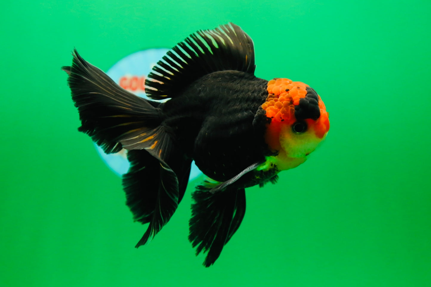 [SINGLE] Tricolor Oranda Male 4.5-5 inches #090525SO_08