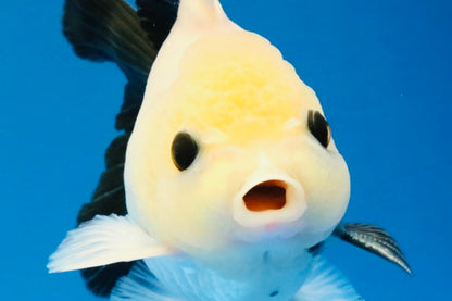 [SINGLE] Panda Button Eyes Oranda Male 4.5 inches #031326SO_10