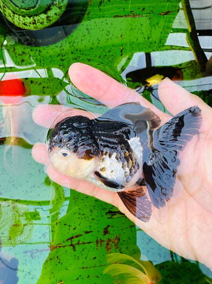 [SINGLE] Panda Oranda Female size 4.5 inches #112224SO_10