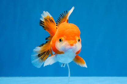 [SINGLE] Orange White Deform Single Bottom Fin Oranda Female 4-4.5 inches #030626SO_08