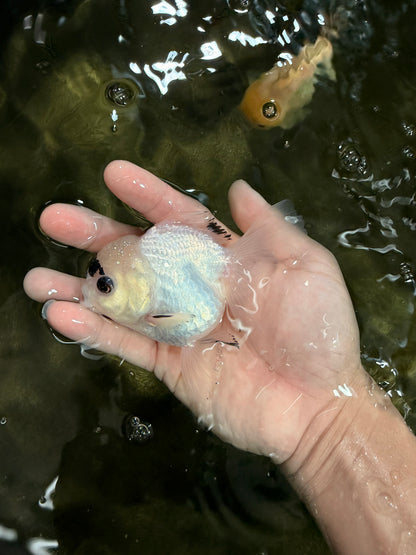 [SINGLE] Panda Button Eyes Oranda Female 4-4.5 inches #031326SO_03