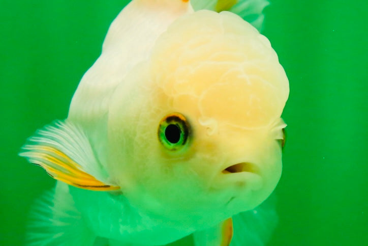 [SINGLE] Orange White Beauty Oranda Female 4.5 inches #041125_07