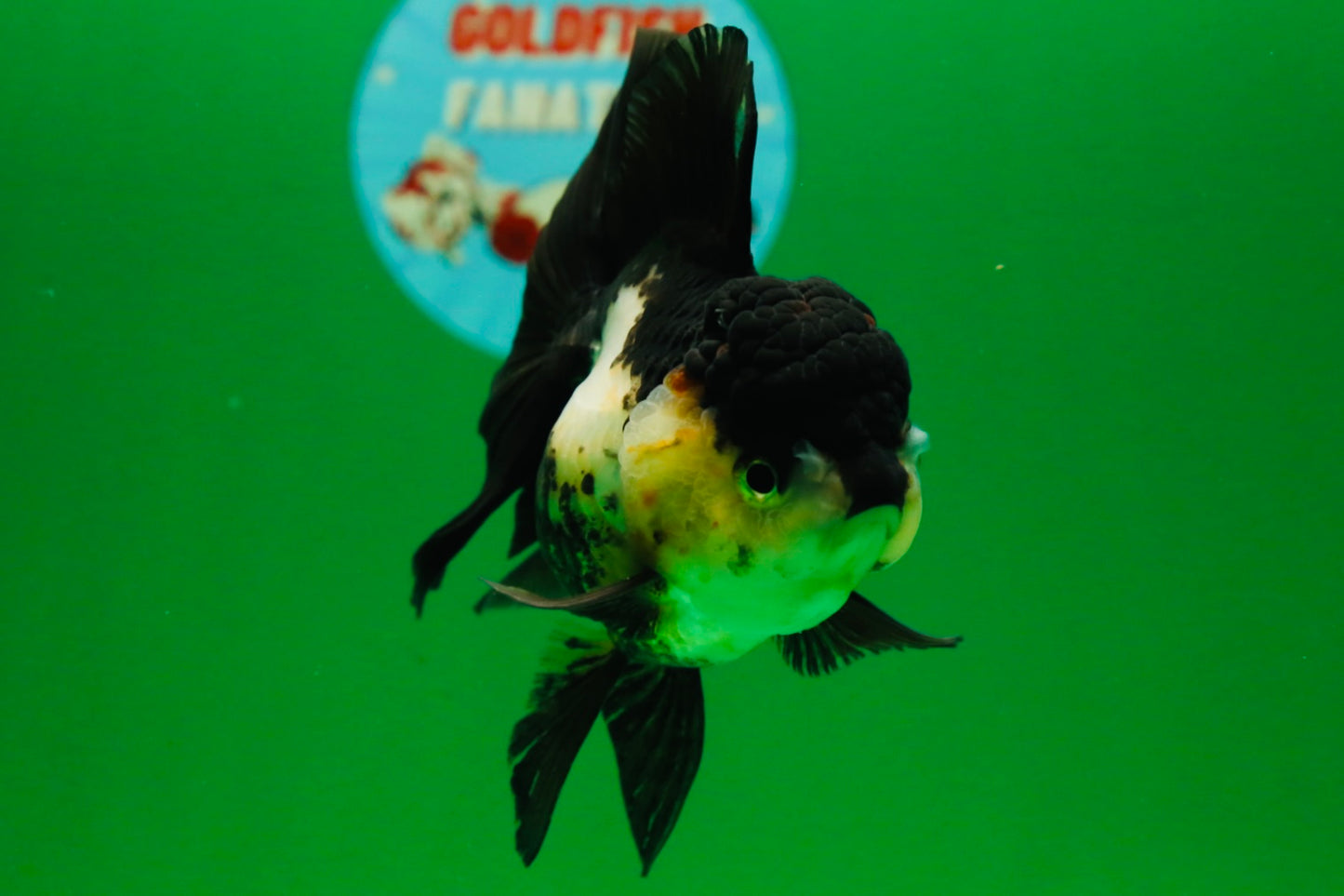[SINGLE] Panda Oranda Female 4.5 inches #082225SO_12