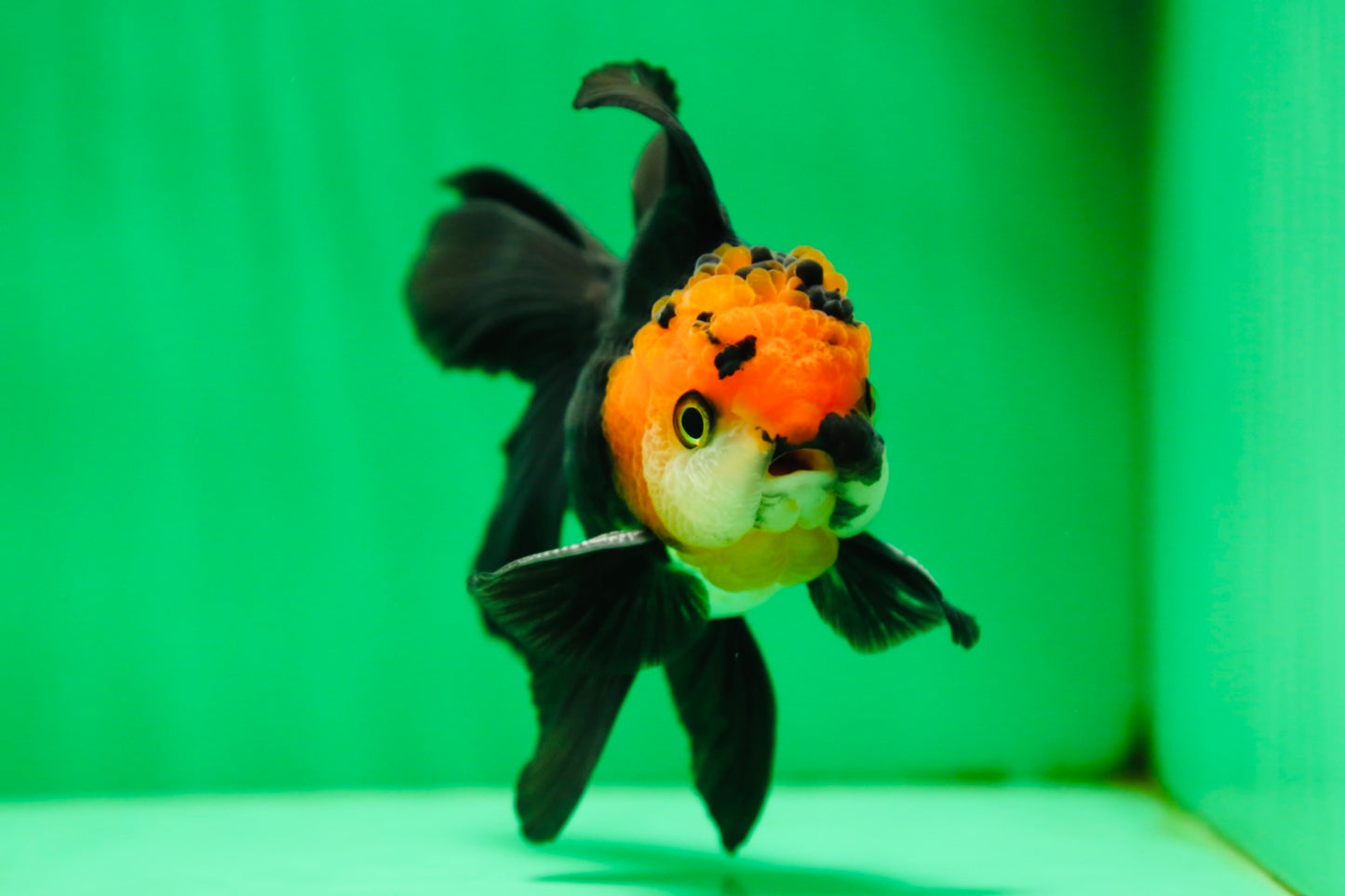 [SINGLE] Tricolor Oranda Male 4.5 inches #090525SO_03
