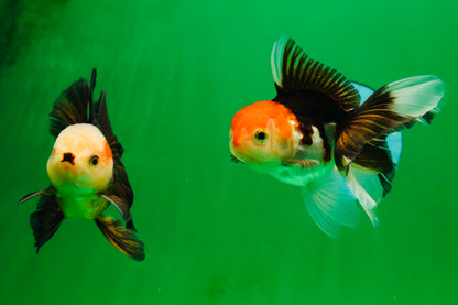 [COUPLE] White Head Male & Red Head Tricolor Female 4-4.5 inches #091925CO_05