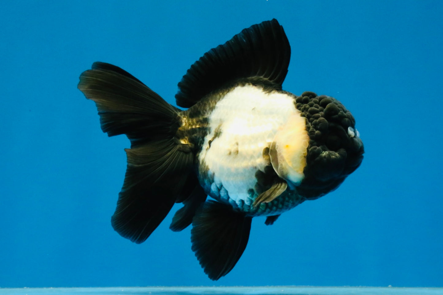 [SINGLE] Panda Oranda Female 4.5-5 inches #040326SO_01