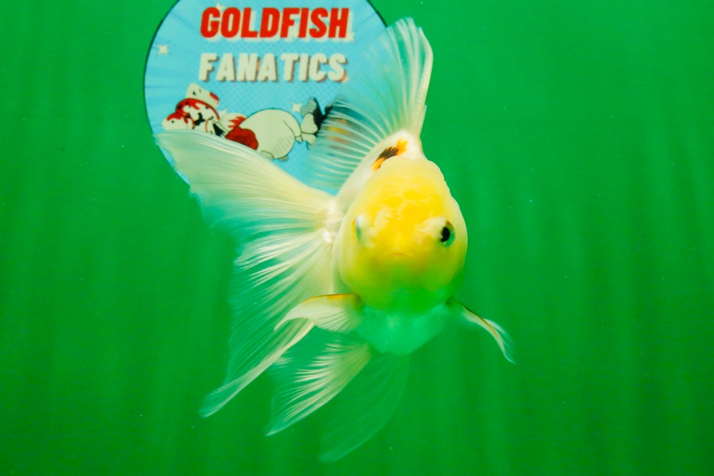 [SINGLE] Tricolor Oranda Female 4.5 inches #111425SO_08