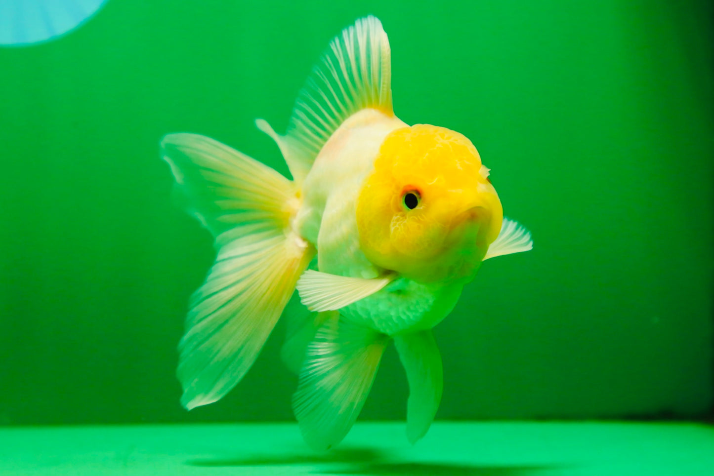 [SINGLE] Lemonhead Oranda Male 5 inches #082225SO_05