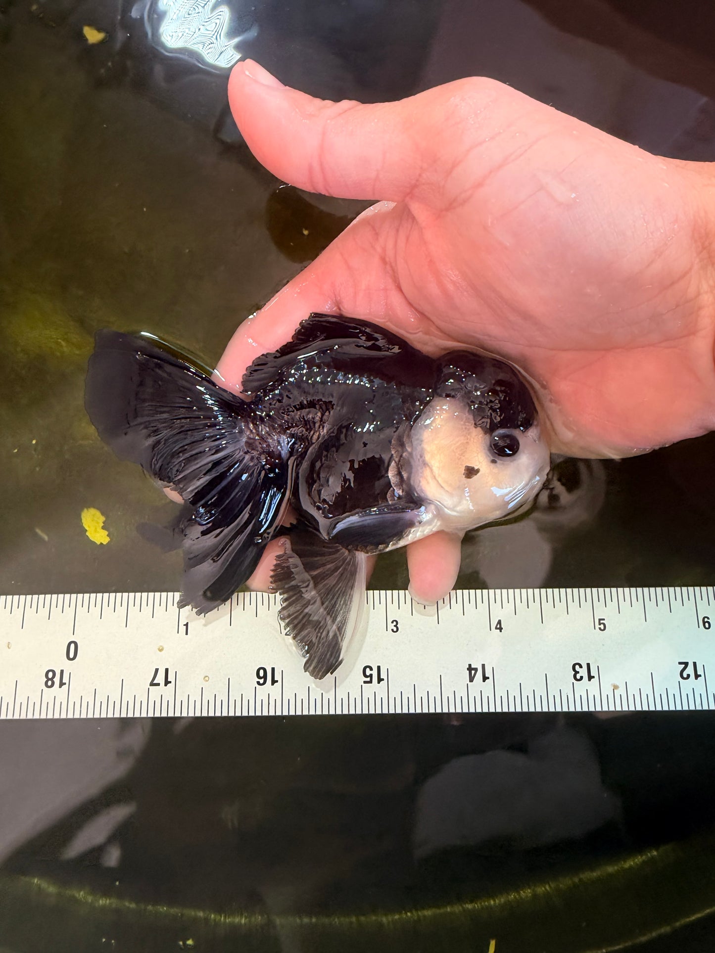 [SINGLE] Panda Button Eyes Oranda Male 4.5 inches #041026SO_09