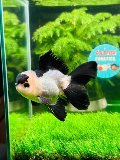 [SINGLE] Panda Oranda Male size 4.5 inches #111524SO_19