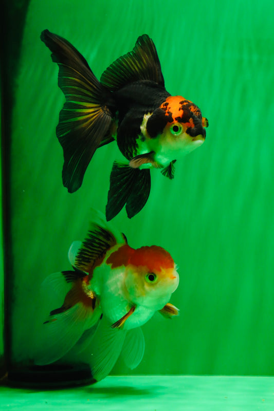 [COUPLE] Red White Male & Tricolor Female Oranda 4-4.5 inches #101025CO_08