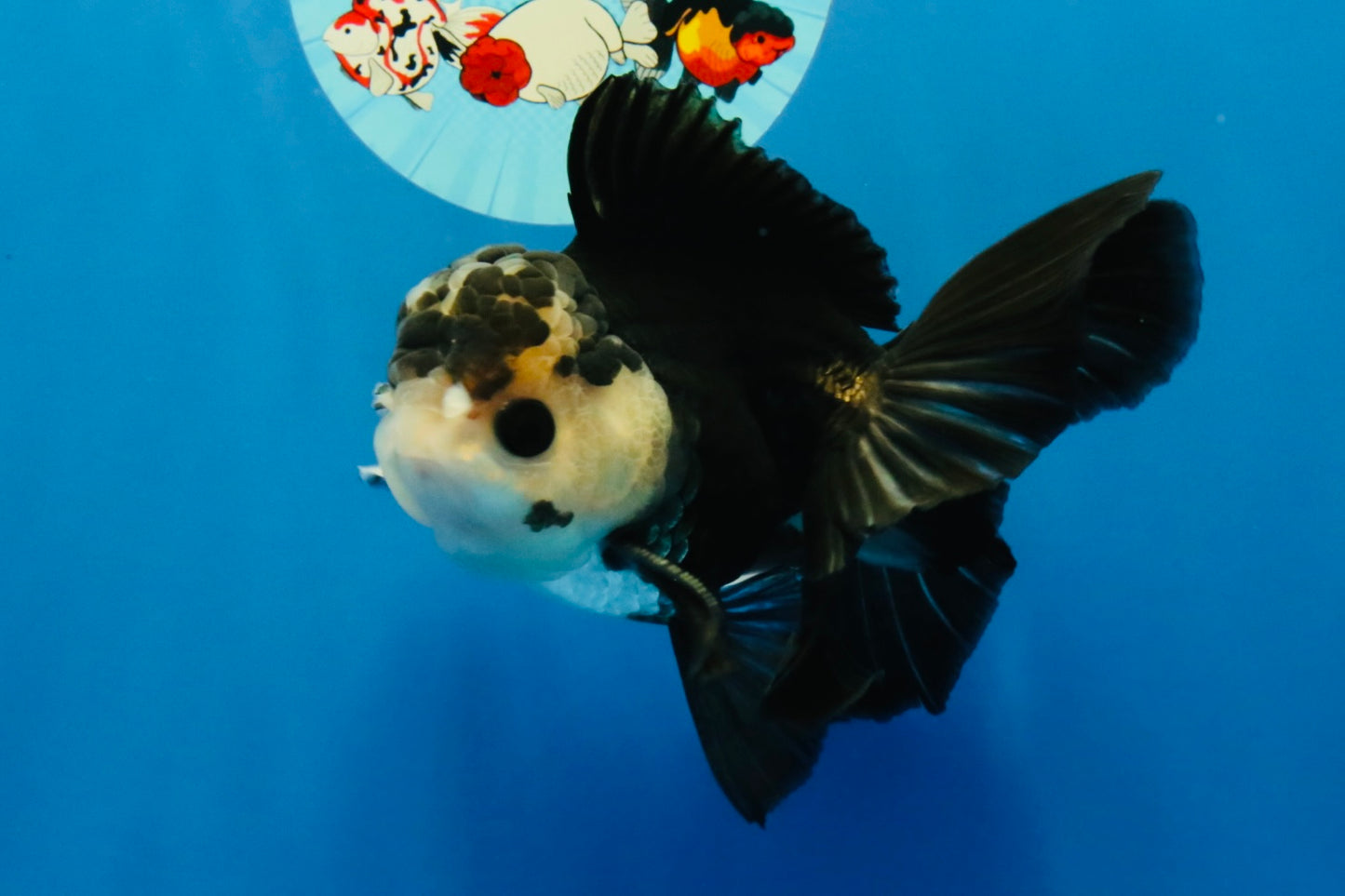 [SINGLE] Panda Button Eyes Oranda Male 4.5 inches #041026SO_09