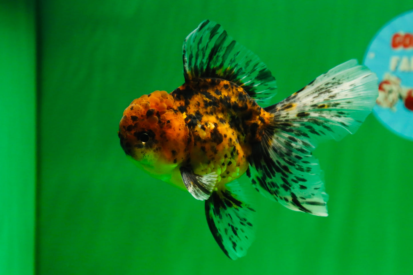 [SINGLE] Tiger Oranda Male 4.5 inches #081525SO_01